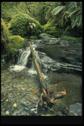 036014 Streambed, Fiordland National Park, South Island A4 Photo Print