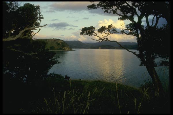 036016 Coastline, Bay Of Islands, North Island A4 Photo Print