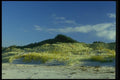 036018 Grass Covered Dunes, Ninety Mile Beach, North Island A4 Photo Print