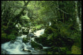 036022 Stream And Forest, Nelson Lakes National Park, South Island A4 Photo Print