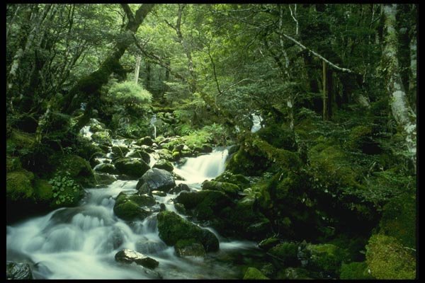036022 Stream And Forest, Nelson Lakes National Park, South Island A4 Photo Print