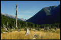 036033 Meadow, Nelson Lakes National Park, South Island A4 Photo Print