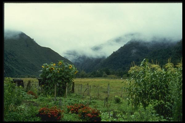 036050 Garden, Golden Bay Area, South Island A4 Photo Print