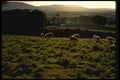 036065 Sheep Grazing, North Island A4 Photo Print