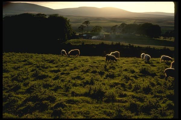 036065 Sheep Grazing, North Island A4 Photo Print