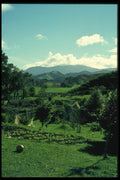 036069 Garden, Coromandel Peninsula, North Island A4 Photo Print
