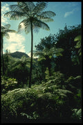 036070 Tree Ferns, Coromandel Peninsula, North Island A4 Photo Print