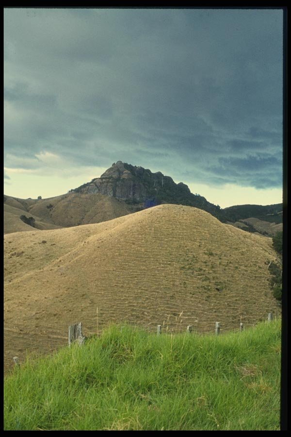 036071 Grazed Land In Summer, Coromandel Peninsula, North Island A4 Photo Print