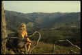 036082 Hunting, Coromandel Peninsula, North Island A4 Photo Print