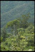 036088 Forest On Moehau Mountain, Coromandel Peninsula A4 Photo Print