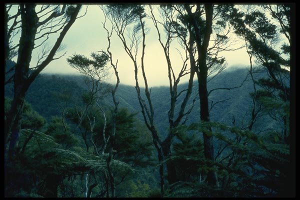 036089 Manuka Scrub And Mist, Moehau Mountain A4 Photo Print