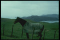 036091 Horse And Coastline, Coromandel Peninsula A4 Photo Print