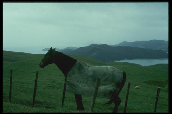 036091 Horse And Coastline, Coromandel Peninsula A4 Photo Print