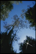 036093 Treetops, Whaka Forest, Rotorua, North Island A4 Photo Print