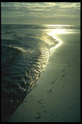 036096 Footprints In Sand, Piha, North Island A4 Photo Print