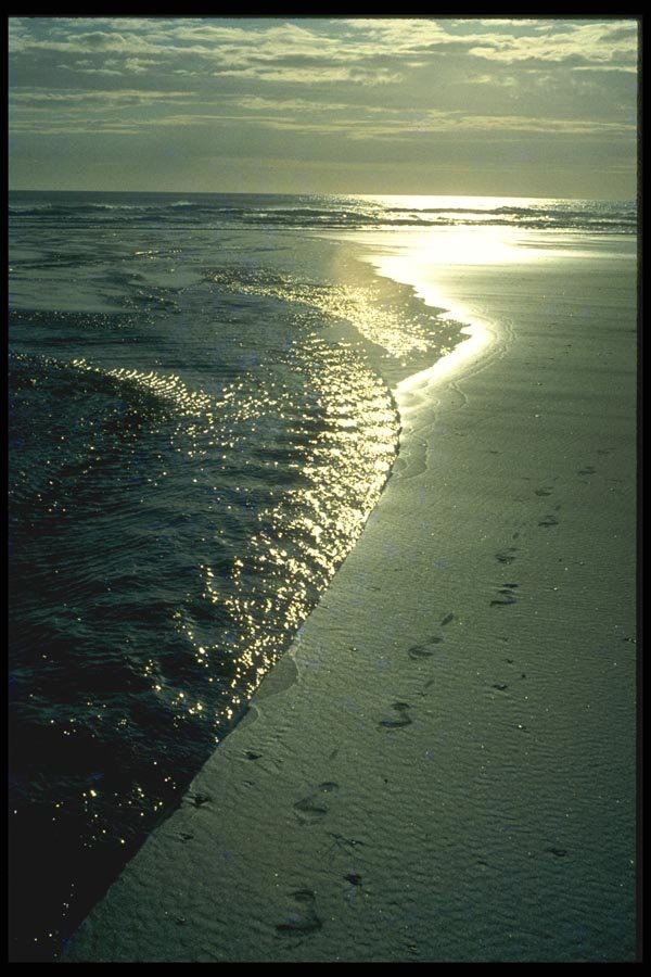 036096 Footprints In Sand, Piha, North Island A4 Photo Print