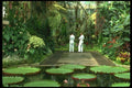036103 Auckland Domain Winter Garden A4 Photo Print