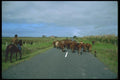 036115 Cowboy And Cattle, Cape Reinga A4 Photo Print
