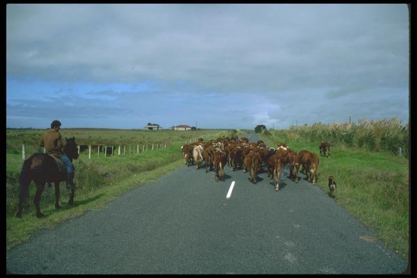 036115 Cowboy And Cattle, Cape Reinga A4 Photo Print