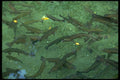 036120 Trout In Rainbow Springs, Rotorua A4 Photo Print