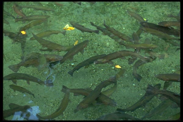 036120 Trout In Rainbow Springs, Rotorua A4 Photo Print