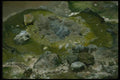 036127 Waimangu Valley Thermal Area A4 Photo Print