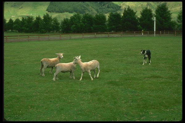 036131 Sheep Dog And Sheep, The Agrodome, Rotorua A4 Photo Print