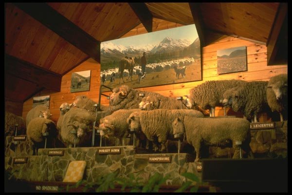 036132 The Agrodome, Rotorua A4 Photo Print