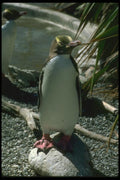 036136 Yellow eyed Penguin A4 Photo Print