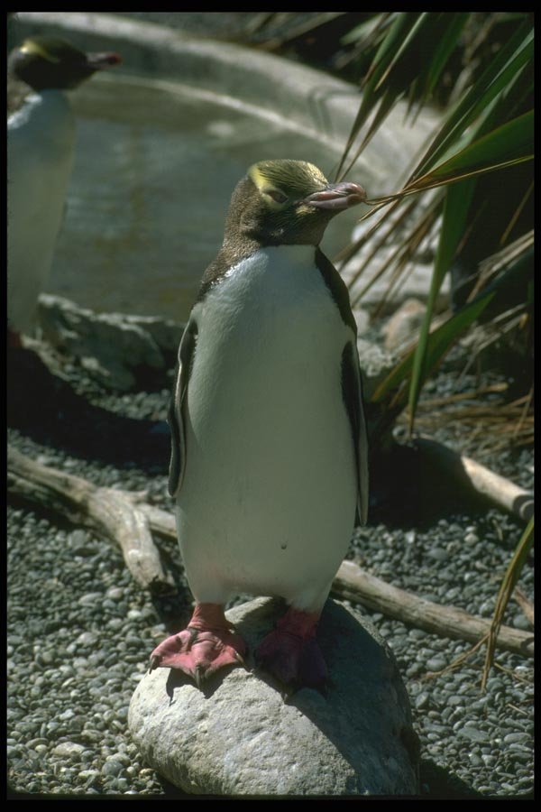 036136 Yellow eyed Penguin A4 Photo Print