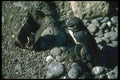 036137 White flippered Penguins A4 Photo Print