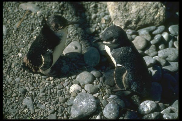 036137 White flippered Penguins A4 Photo Print