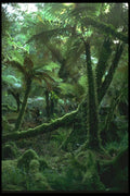 036177 Minnehaha Walk, The Fox Rain Forest A4 Photo Print