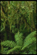 036186 Fox Glacier A4 Photo Print