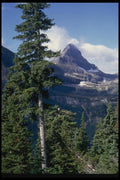 038037 Conifer Trees Glacier National Park A4 Photo Print