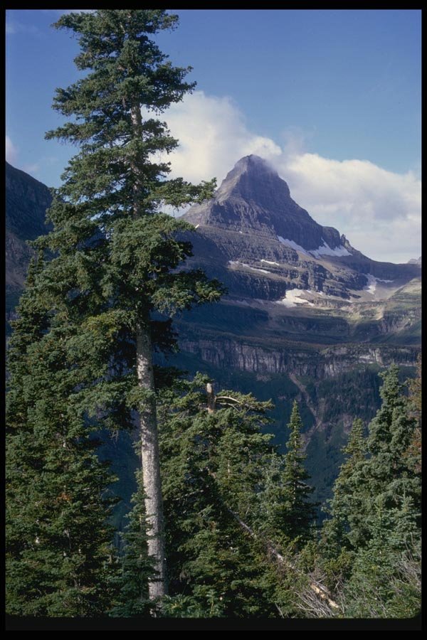 038037 Conifer Trees Glacier National Park A4 Photo Print