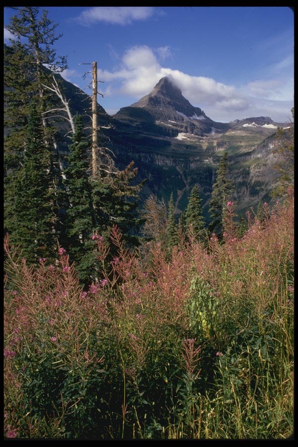 038047 Fireweed Glacier National Park A4 Photo Print