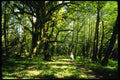 038060 Lush Olympia National Forest A4 Photo Print