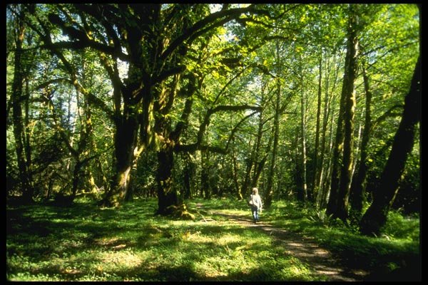 038060 Lush Olympia National Forest A4 Photo Print