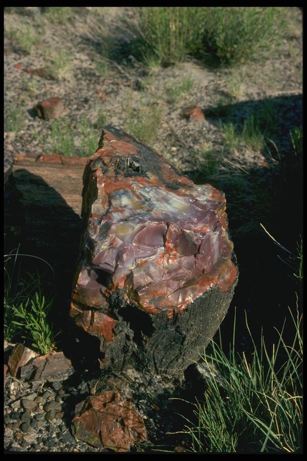 038064 Chunk Of Agate Log Desert National Park A4 Photo Print