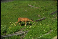 038072 Black tail Deer Mt. Rainier National Park A4 Photo Print