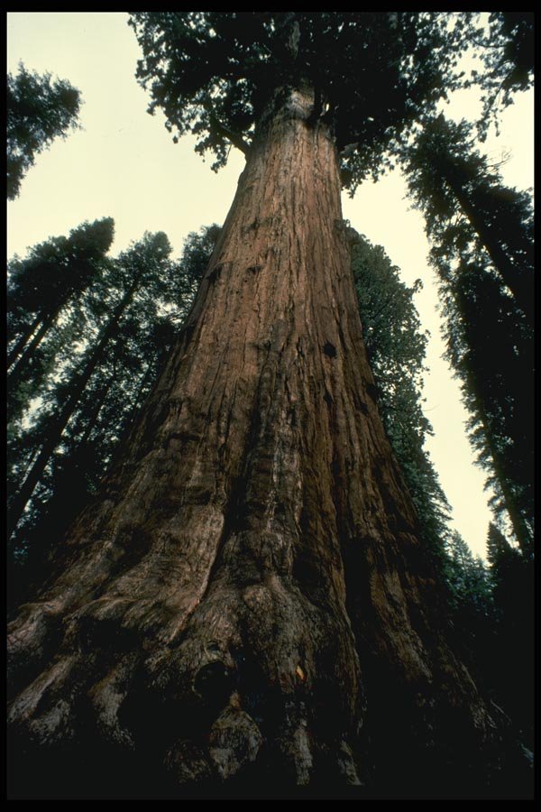 038073 Giant Trees Sequoia National Park A4 Photo Print