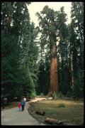 038077 General Sherman Tree Sequoia National Park A4 Photo Print