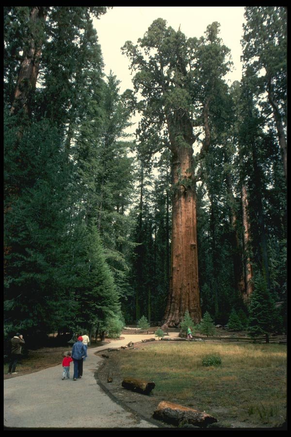 038077 General Sherman Tree Sequoia National Park A4 Photo Print