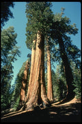 038080 Giant Trees Sequoia National Forest A4 Photo Print