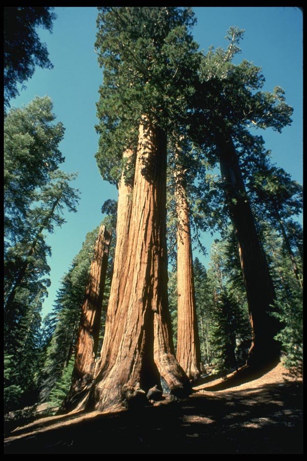 038080 Giant Trees Sequoia National Forest A4 Photo Print
