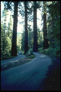 038081 Giant Trees Sequoia National Forest A4 Photo Print