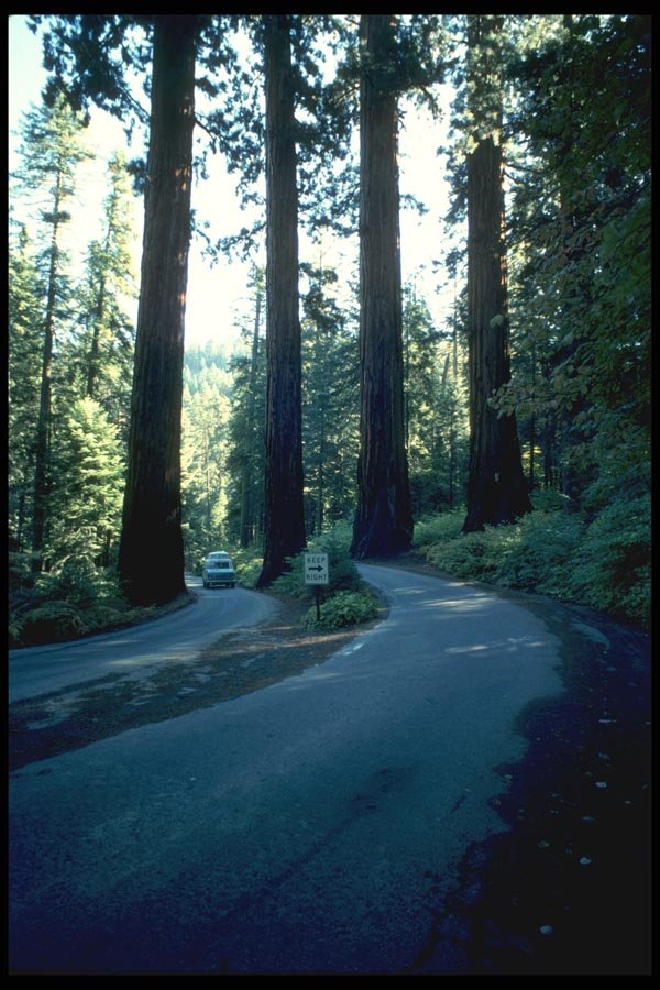 038081 Giant Trees Sequoia National Forest A4 Photo Print