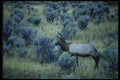 038082 Prime Bull Elk Yellowstone National Park A4 Photo Print