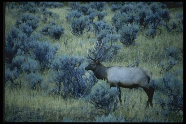 038082 Prime Bull Elk Yellowstone National Park A4 Photo Print